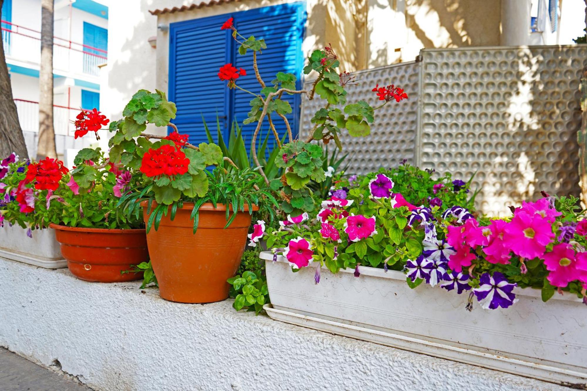 Green Bungalows Hotel Apartments Ajía Nápa Eksteriør bilde